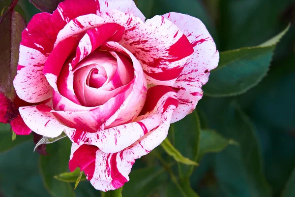 Bulanık yeşil arkaplanı olan renkli güllerin kapağını kapat.