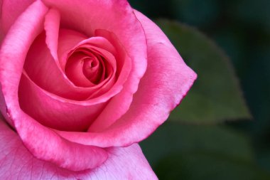 Bulanık yeşil arkaplanı olan renkli güllerin kapağını kapat.