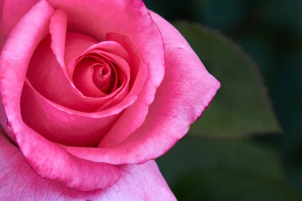 Bulanık yeşil arkaplanı olan renkli güllerin kapağını kapat.