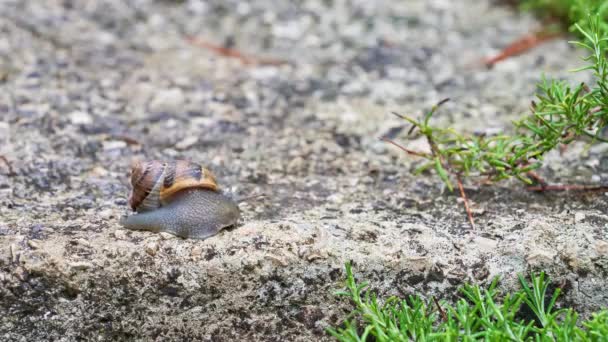 Time lapse d'un escargot rampant dans un escalier après la pluie. 4k — Video