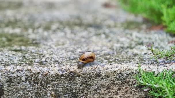 Time lapse d'un escargot rampant dans un escalier après la pluie. 4k — Video
