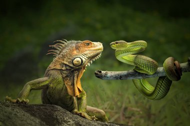  doğal arka planda iguana ve yılan hayvanlar