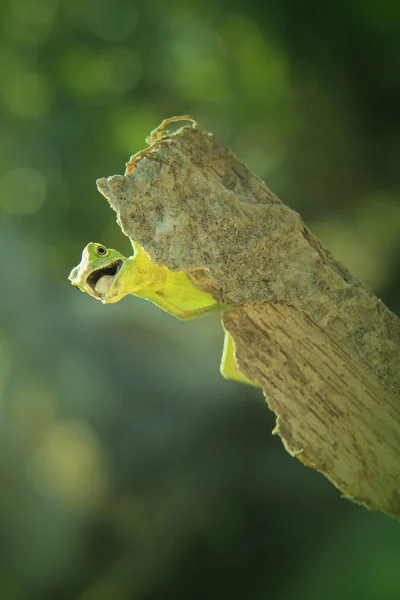 Bunglon Animal Fundo Natural — Fotografia de Stock