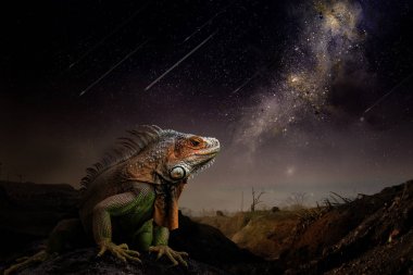  doğal arka planda iguana hayvan