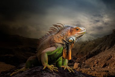  doğal arka planda iguana hayvan