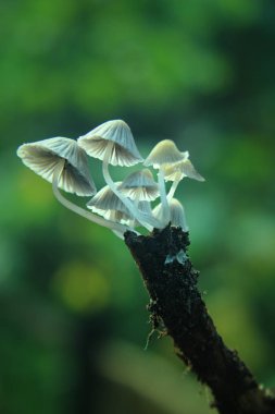 Yeşil arka planda beyaz mantarlar