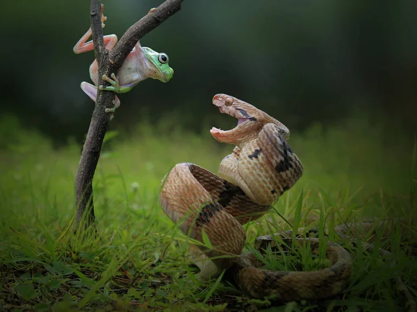 Slang Kikker Natuurlijke Achtergrond — Stockfoto