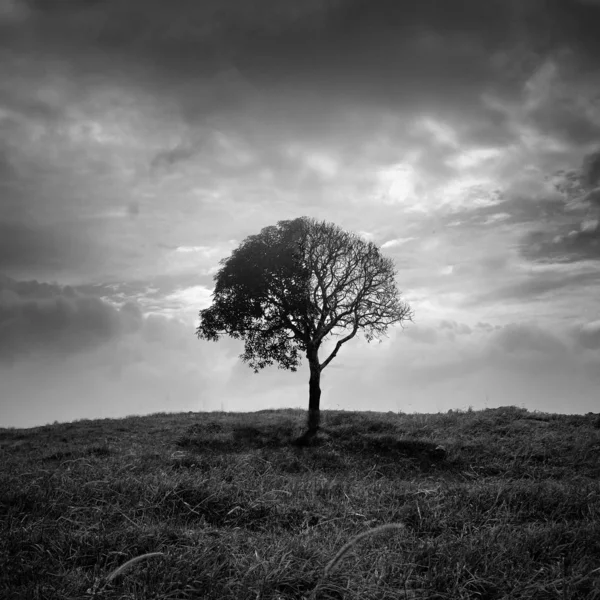 Árvore Solitária Campo Preto Branco — Fotografia de Stock