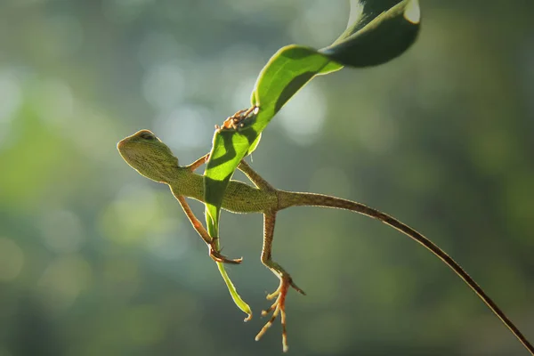 Bunglon Animal Sur Fond Naturel — Photo