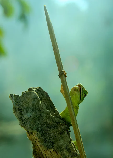 Bunglon Djur Naturlig Bakgrund — Stockfoto