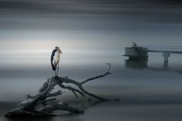 bird on a log on natural background