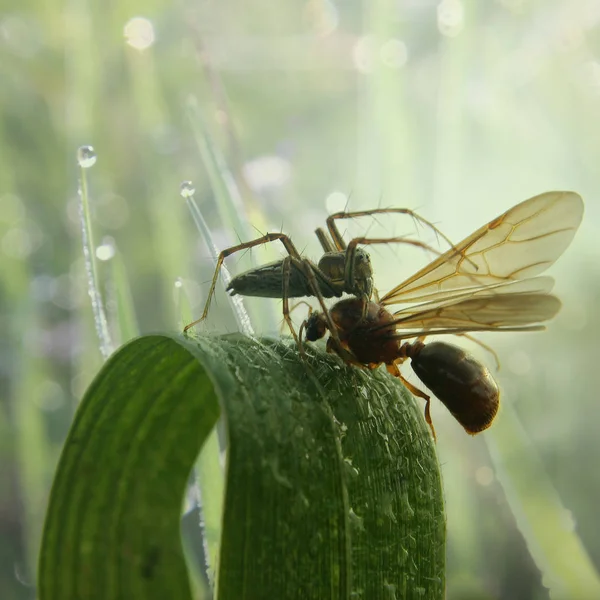 Twee Insecten Natuurlijke Achtergrond — Stockfoto