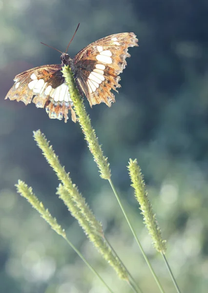 自然な背景の美しい蝶 — ストック写真