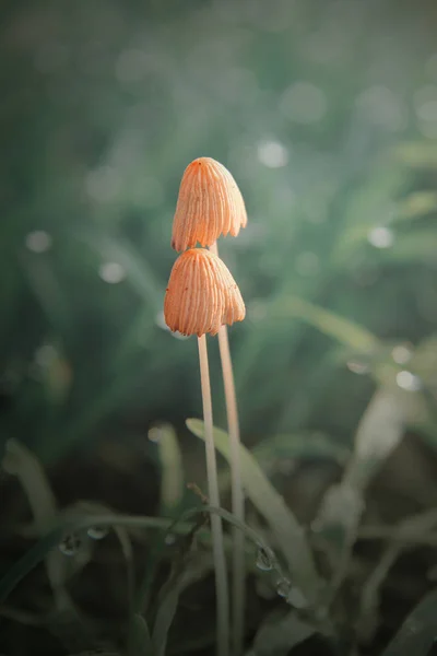 Pequenos Cogumelos Fundo Verde — Fotografia de Stock