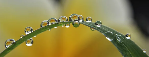 自然の背景に水滴をクローズアップ — ストック写真