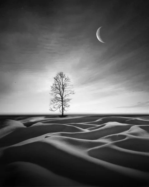 beautiful image of the tree with a light and moon in desert
