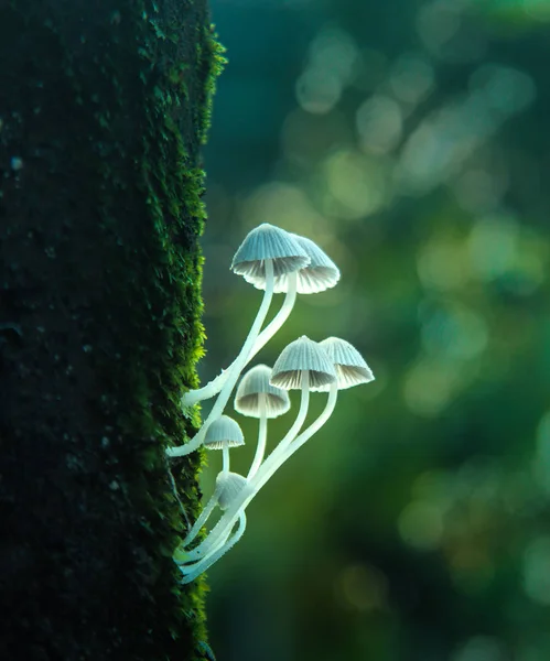 Weiße Pilze Auf Grünem Hintergrund — Stockfoto