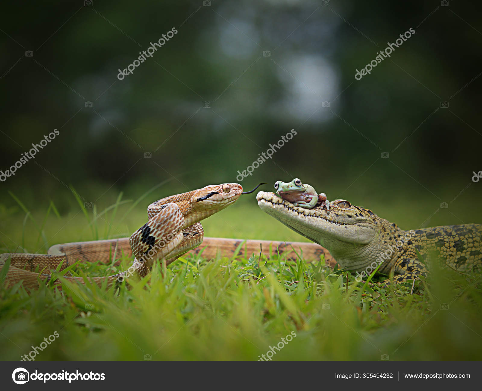 Snake Frog Crocodile Natural Background — Stock Photo © budi