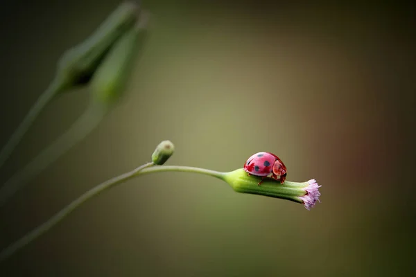 Yeşil Bir Arka Plan Üzerinde Çiçek Güzel Uğur Böceği — Stok fotoğraf