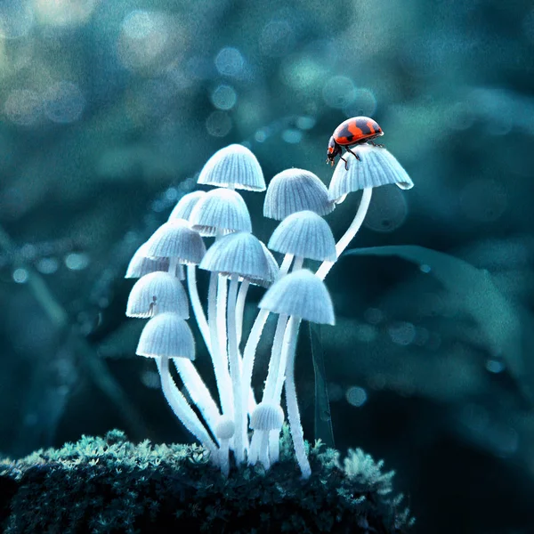 White Mushrooms Ladybug Green Background — Stock Photo, Image