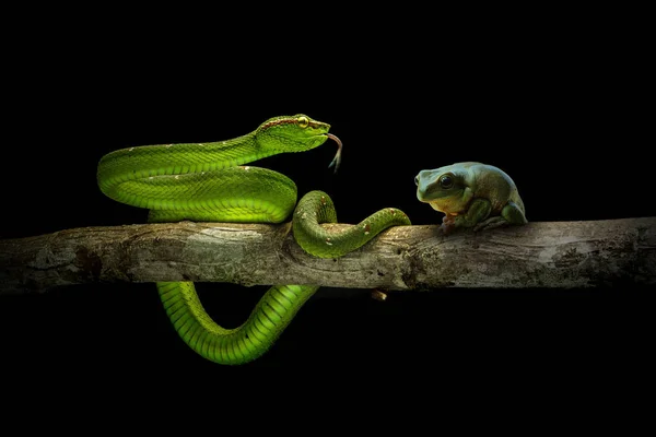 Serpent Grenouille Sur Fond Naturel — Photo