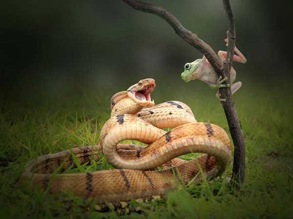 Schlange Und Frosch Auf Natürlichem Hintergrund — Stockfoto