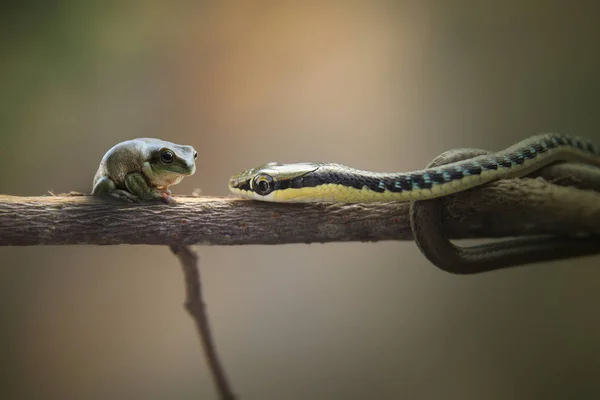 Snake Frog Natural Background — Stock Photo, Image