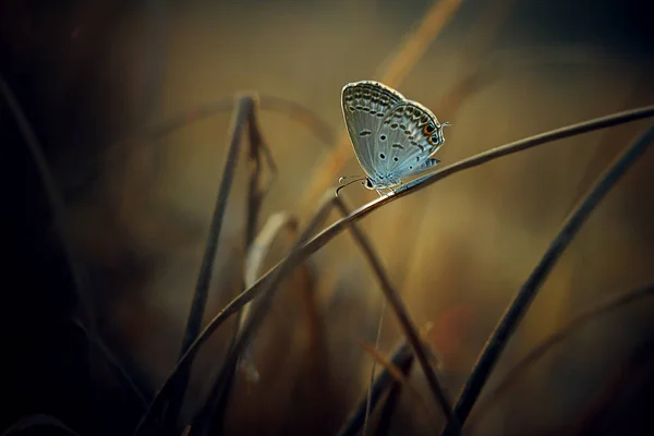 One Butterfly Natural Background — Stock Photo, Image