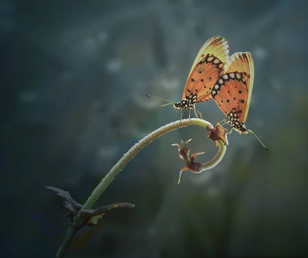 自然の背景に2つの蝶 — ストック写真