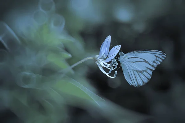 Una Mariposa Sobre Fondo Natural — Foto de Stock