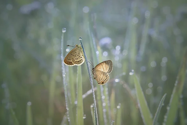 Dwie Motyle Tle Naturalnym — Zdjęcie stockowe