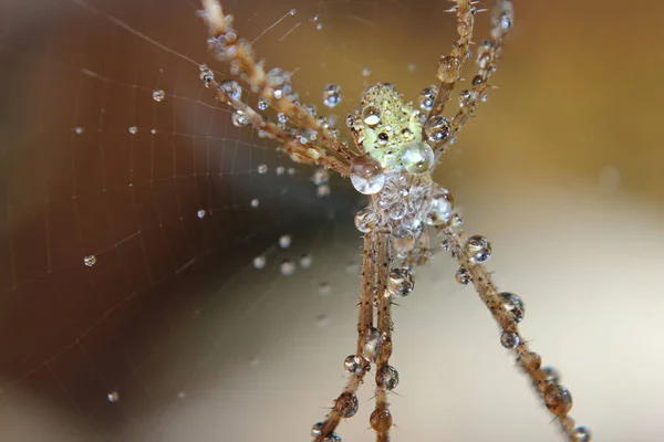 Nahaufnahme Einer Spinne Auf Natürlichem Hintergrund — Stockfoto