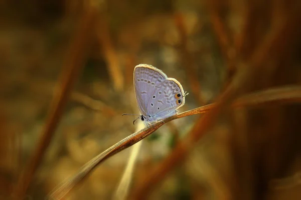 Schmetterling Auf Natürlichem Hintergrund Nahaufnahme — Stockfoto