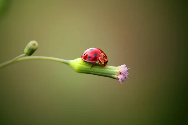 Doğal Arka Planda Bahçede Uğur Böceği — Stok fotoğraf