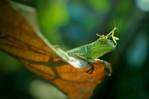 Bunglon Mantis Doğal Arka Plan Üzerinde — Stok fotoğraf