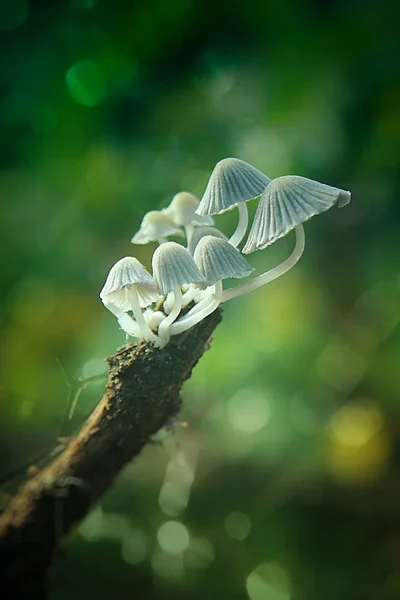 Weiße Pilze Auf Grünem Hintergrund — Stockfoto