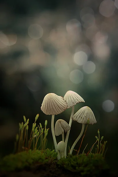 White Mushrooms Green Background — Stock Photo, Image