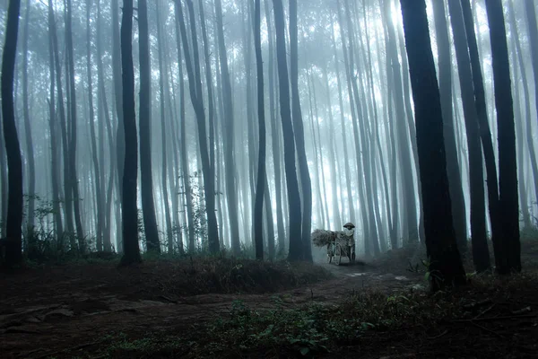 Grasss Seeker Croosing Pine Forest — Stock Photo, Image