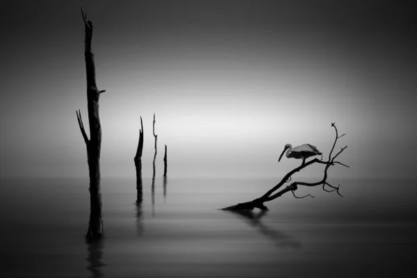 Silhouette Lac Oiseau Sur Fond Naturel — Photo