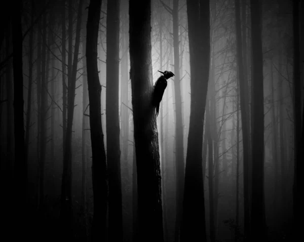 Ormanda Ağaç Kuş Silueti — Stok fotoğraf