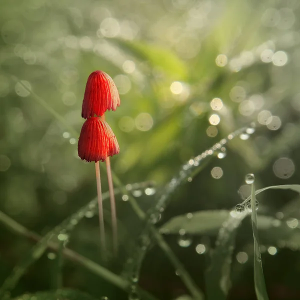 Rote Pilze Auf Natürlichem Hintergrund — Stockfoto