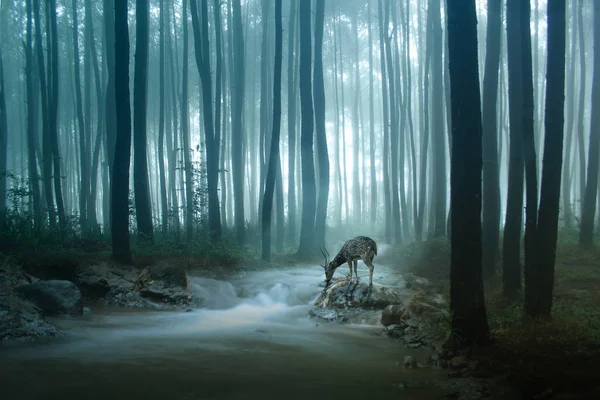 Beautiful Deer Forest Natural Background — Stock Photo, Image