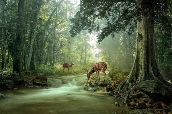 Beautiful Deer Forest Natural Background — Stock Photo, Image