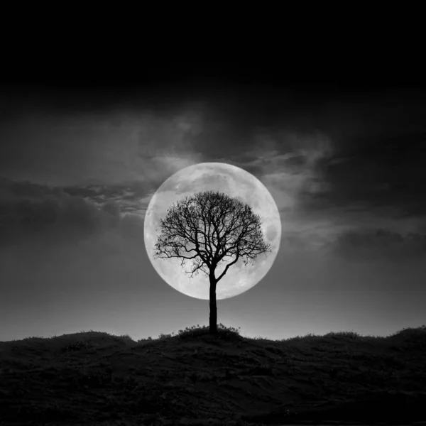 beautiful image of the tree with a light and moon