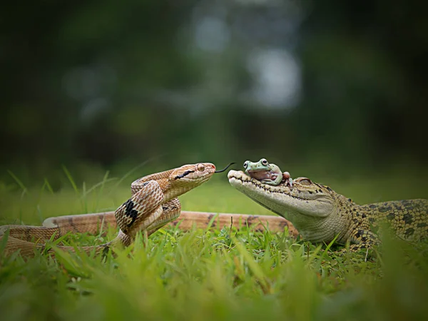 Schlange Frosch Und Krokodil Auf Natürlichem Hintergrund — Stockfoto