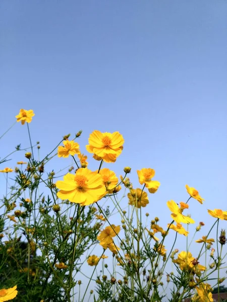 Flor Amarela Com Céu Azul — Fotografia de Stock