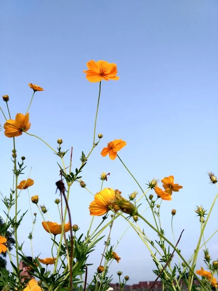 Mavi Gökyüzü Ile Sarı Çiçek — Stok fotoğraf