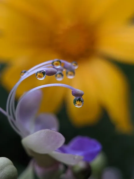 Прозрачные Капли Воды Желтый Цветок — стоковое фото