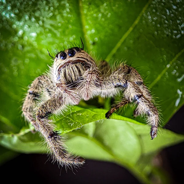 Weibchen Phidippus Springende Spinne — Stockfoto