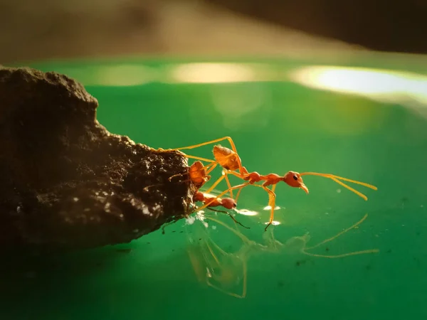 オレンジのアリが水を渡り — ストック写真